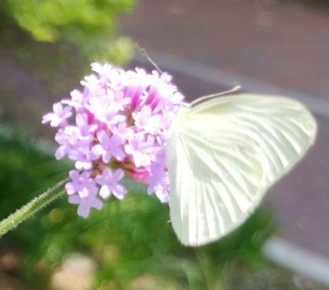 花蝶 51252901049 邓乐嘉 18700423790.jpg